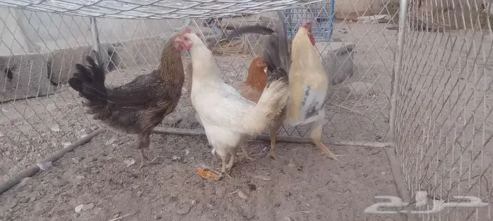 دجج للبيع وا شبك 8