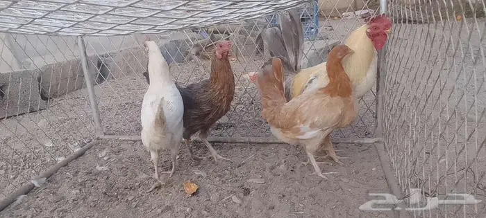 دجج للبيع وا شبك 6