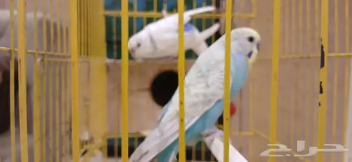 طيور اليفه 0