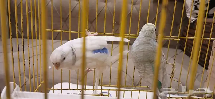 طيور اليفه 1