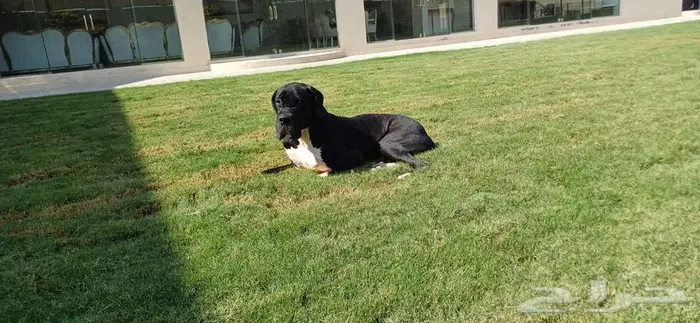 كلب جرين دان 1