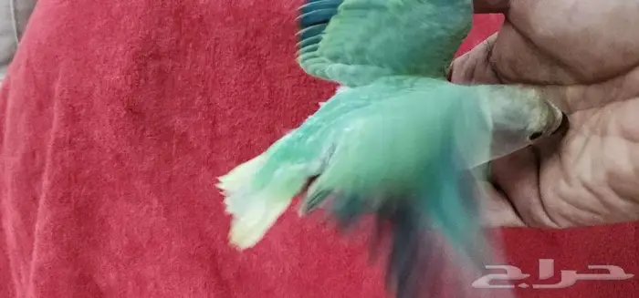 روز اليف مع الصغير والكبير 2