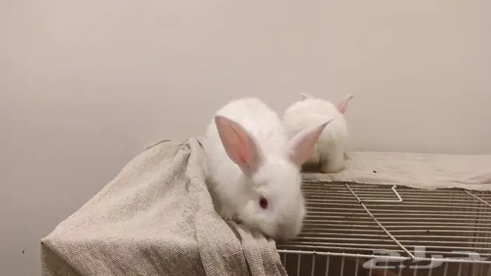 الخبر البايونيه 2