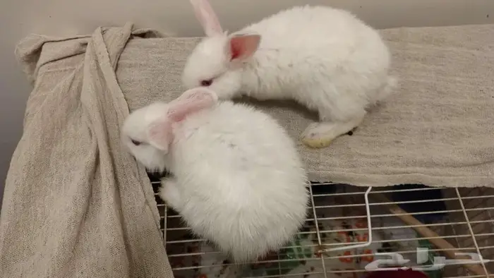 الخبر البايونيه 1