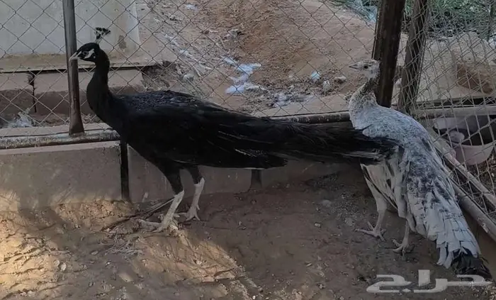 طقم طاووس أو طاؤوس برونز منتج 1