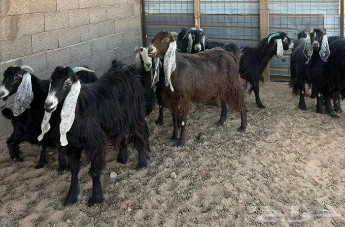 ماعز للبيع 1