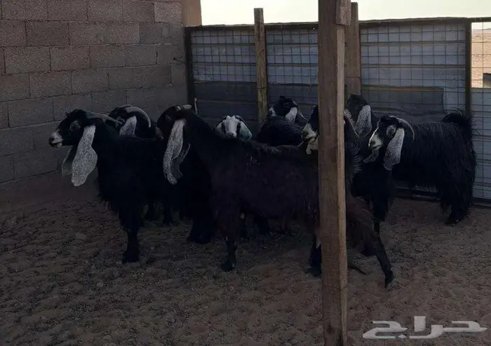 ماعز للبيع 5