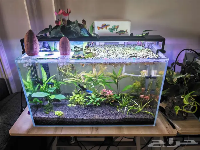 حوض سمك مزروع نباتات طبيعية احترافي 0