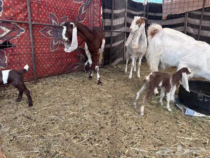 معزاء هولنديات مواليد 4