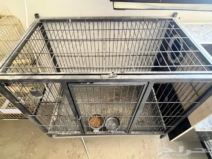 للبيع قفص انتاج ببغاوات كاسكو امزوني كايك 1