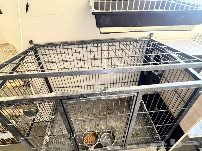 للبيع قفص انتاج ببغاوات كاسكو امزوني كايك 2