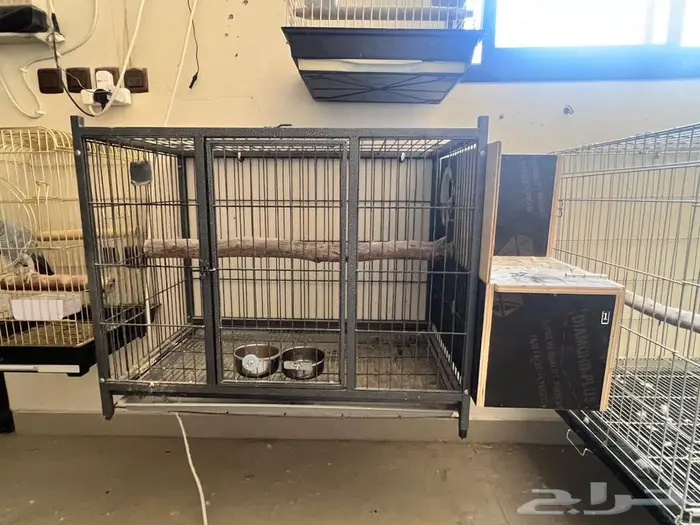 للبيع قفص انتاج ببغاوات كاسكو امزوني كايك 0