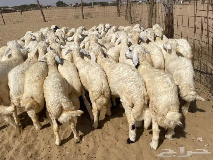 بهم تربيه طيب 65 (تم البيع ) 0