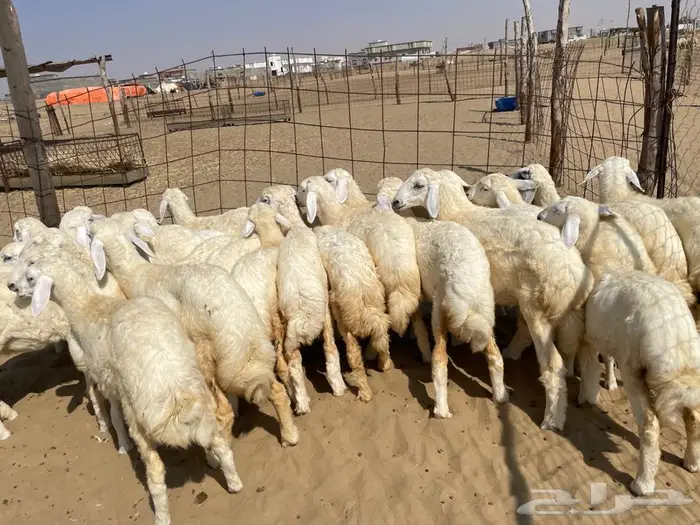 بهم تربيه طيب 65 (تم البيع ) 1