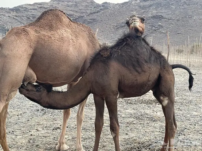 حشو على الحليب ماشاء الله 2