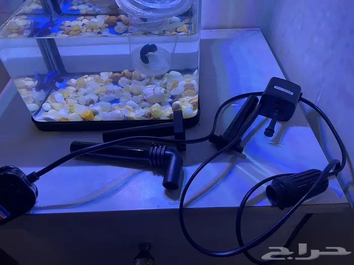 زوج سمك فايتر 2