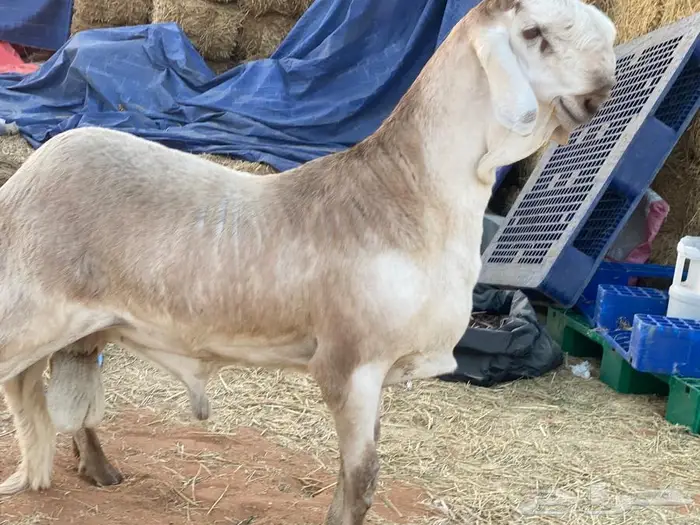 طلي ساكني درماني فاخر جذع ولد البارز ولد الهولندي 1