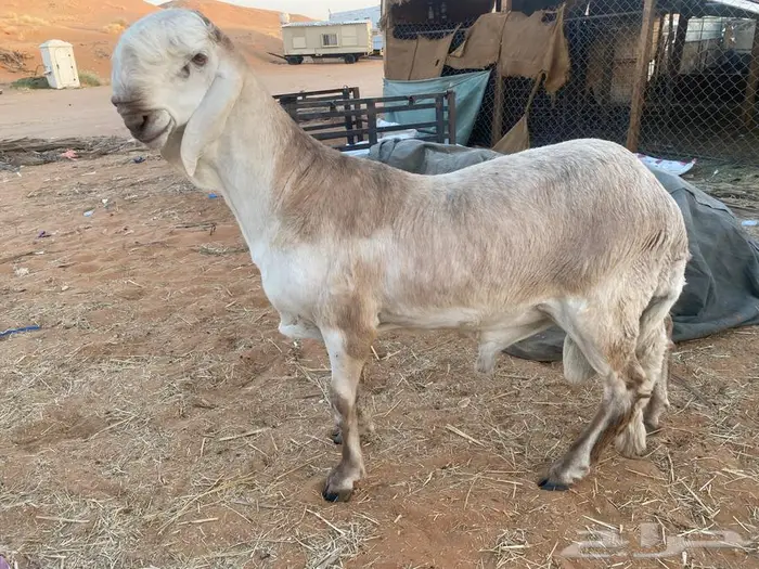 طلي ساكني درماني فاخر جذع ولد البارز ولد الهولندي 2
