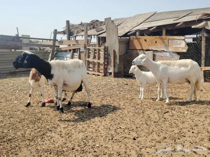 حريات متابيع 0