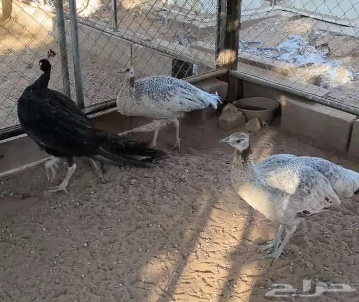 طقم طاووس أو طاؤوس برونز منتج 0