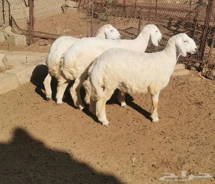 طليان العدد 3 1