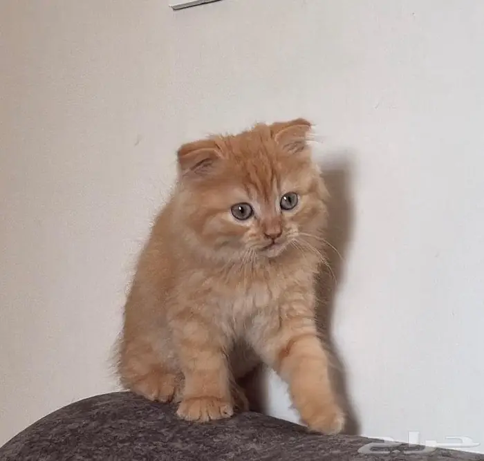 فيفاء مروح 1