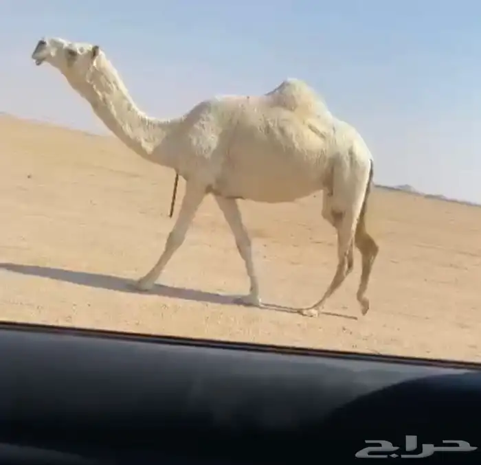 للبيع القحه الكفو على جميع الشروط 0