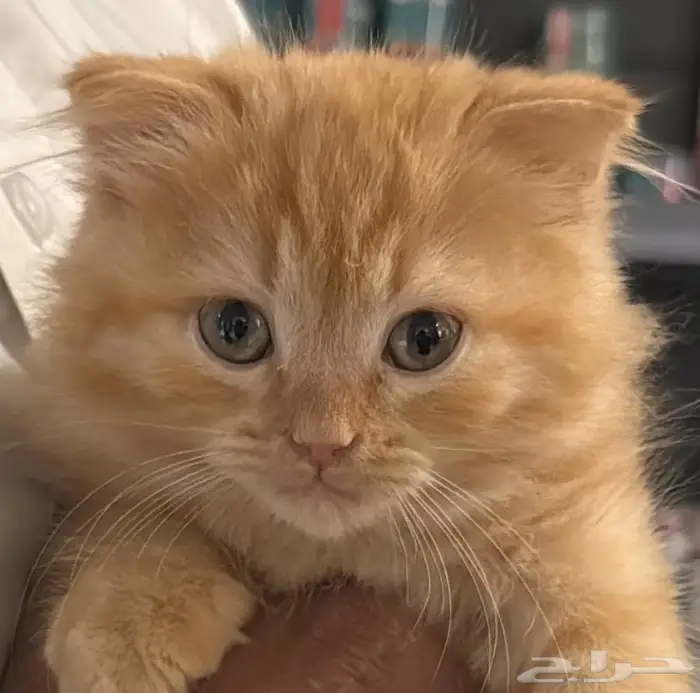 فيفاء مروح 0