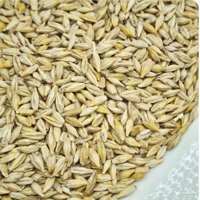 بذور شعير سداسي 0