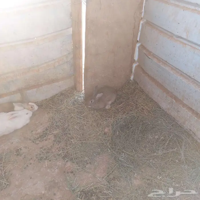 ارانب للبيع 1