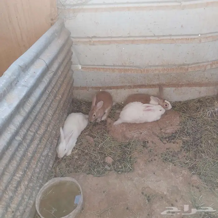 ارانب للبيع 0