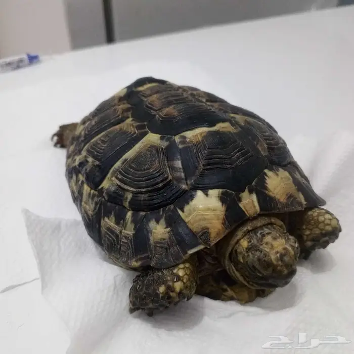 سلحفاه صحراويه 0