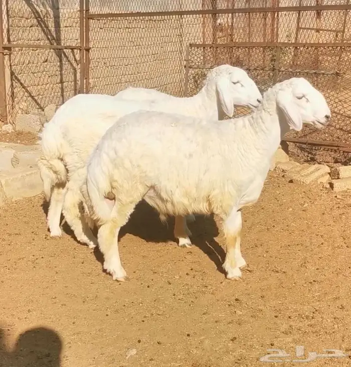 طليان العدد 3 0