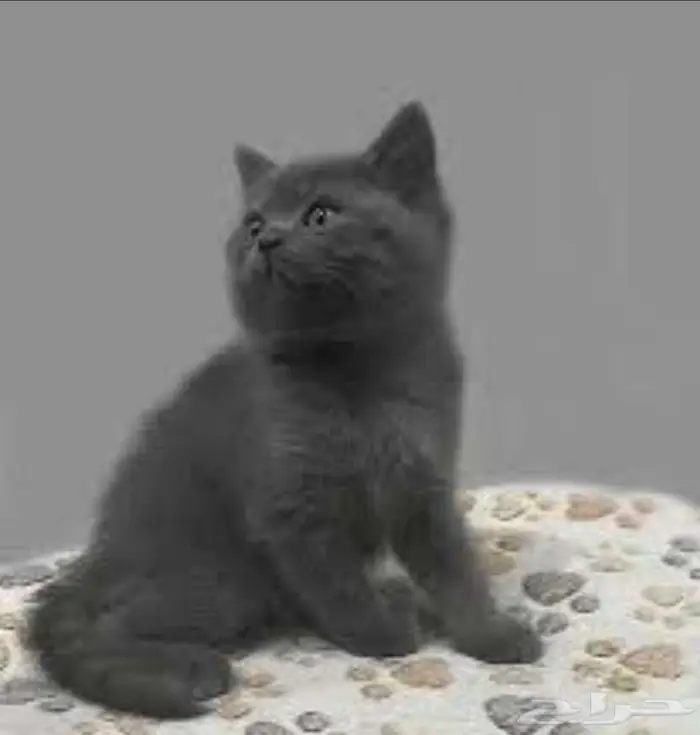 قطه كتن سكوتش للبيع 0