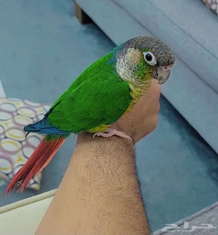 للبيع كنبور اليف جدا الخرج العمر 9 شهور 0