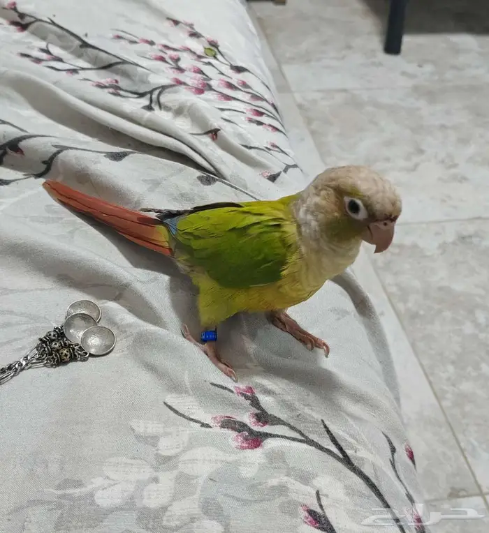 ببغاء كنيور 1