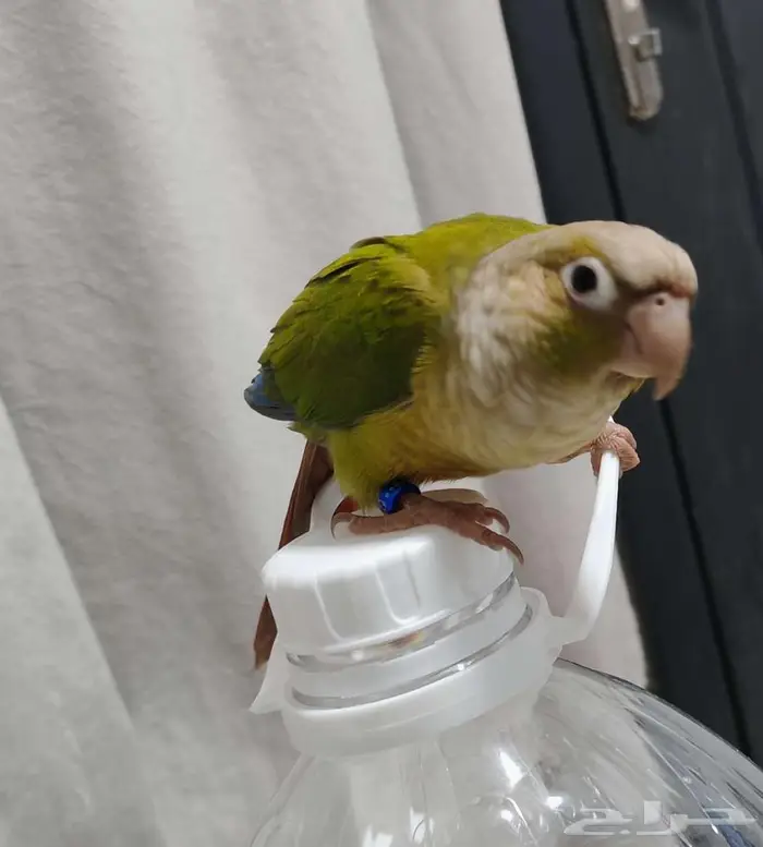 ببغاء كنيور 0