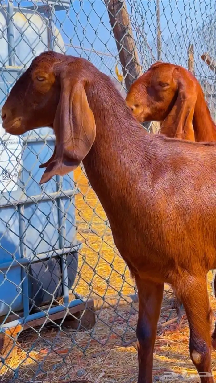 جفار دهم ودبس فواخر 0