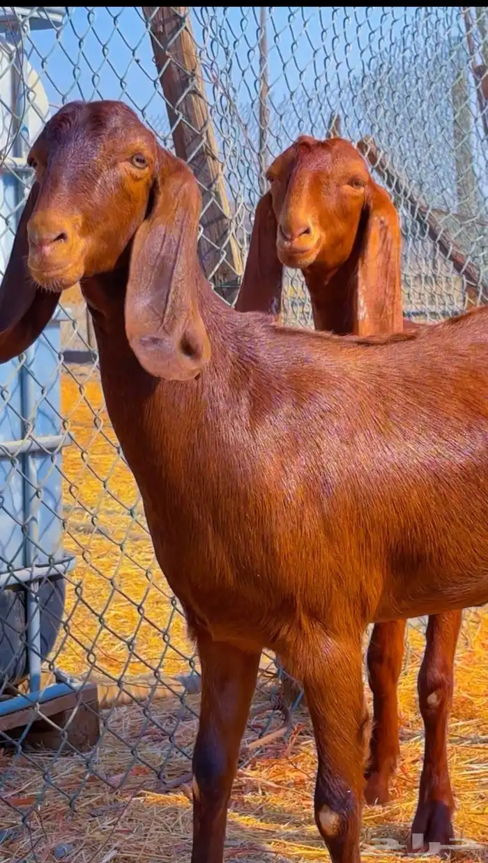 جفار دهم ودبس فواخر 3