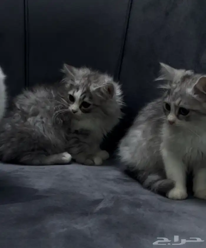 قطتين   صغيرة انثى 0