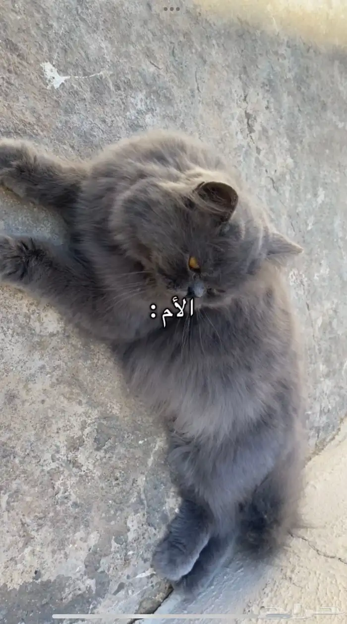 قطه وأطفالها 3 0