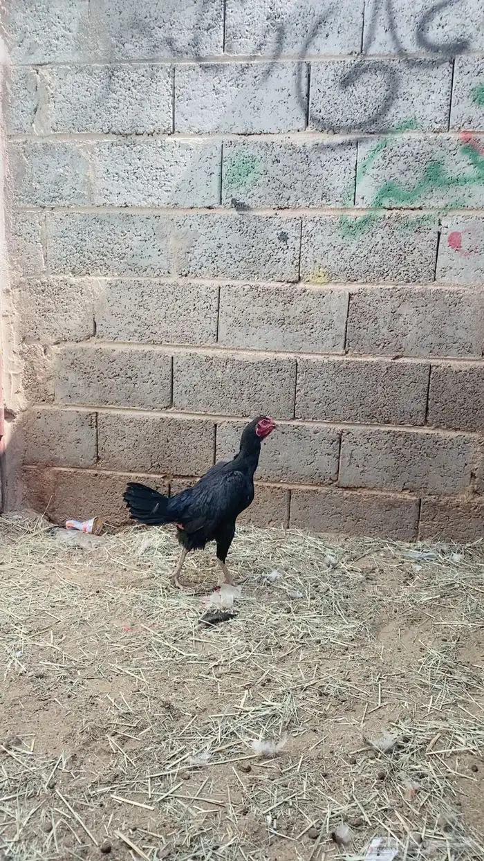 دجاجه باكستانيه سودى صك 1