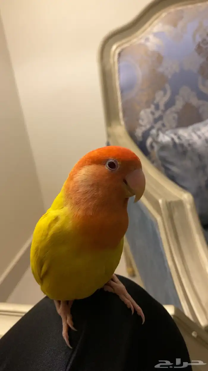 عصفور روز ضايع بحي البلديه الي يلقاه اتمنى يتواصل معي وله 1