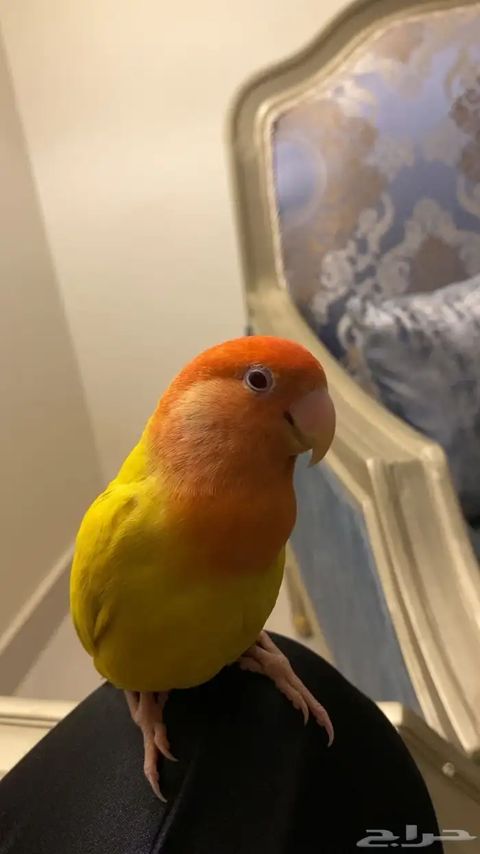 عصفور روز طار اليوم قبل صلاة المغرب بحي البلدية 1