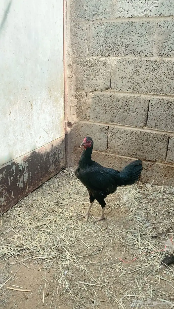 دجاجه باكستانيه سودى صك 0