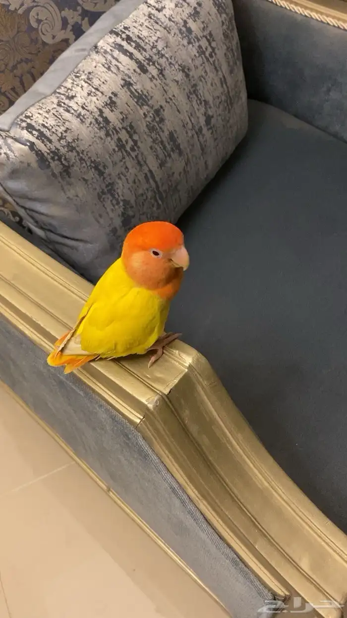 عصفور روز طار اليوم قبل صلاة المغرب بحي البلدية 0