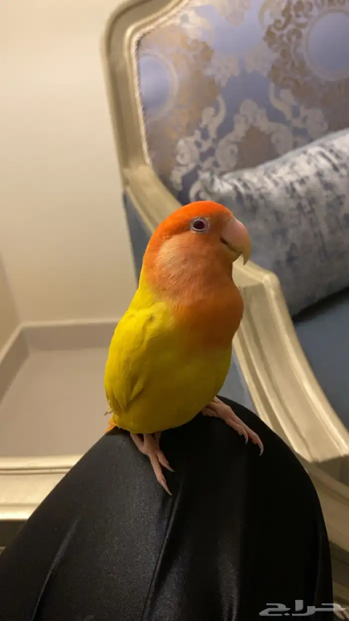 عصفور روز ضايع بحي البلديه الي يلقاه اتمنى يتواصل معي وله 0