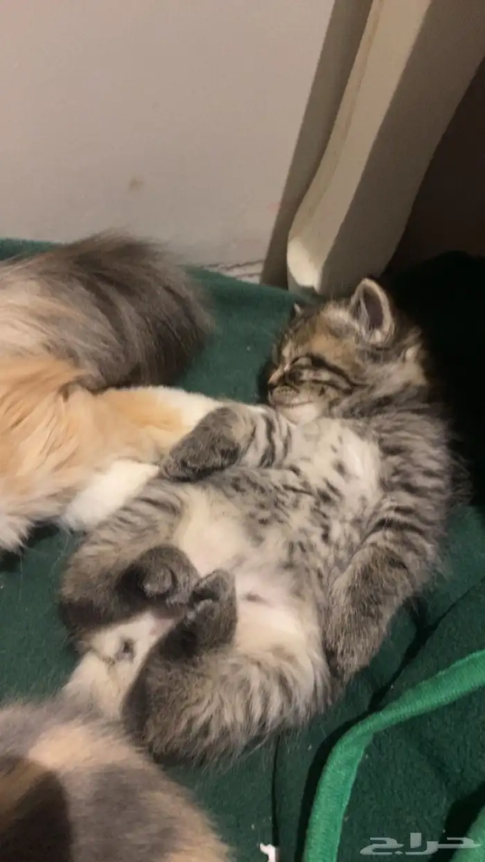 قط شيرازي ذكر للبيع 0