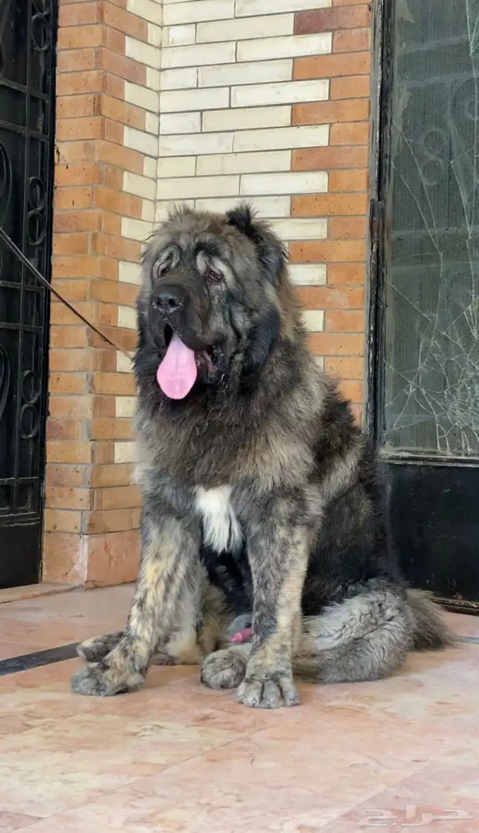 قوقازي   كوكي ن 1