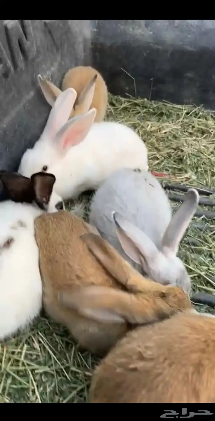 ارانب للبيع 0